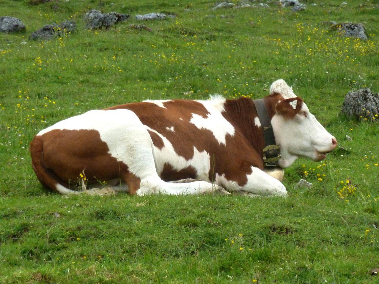 草地上的黄牛高清图片