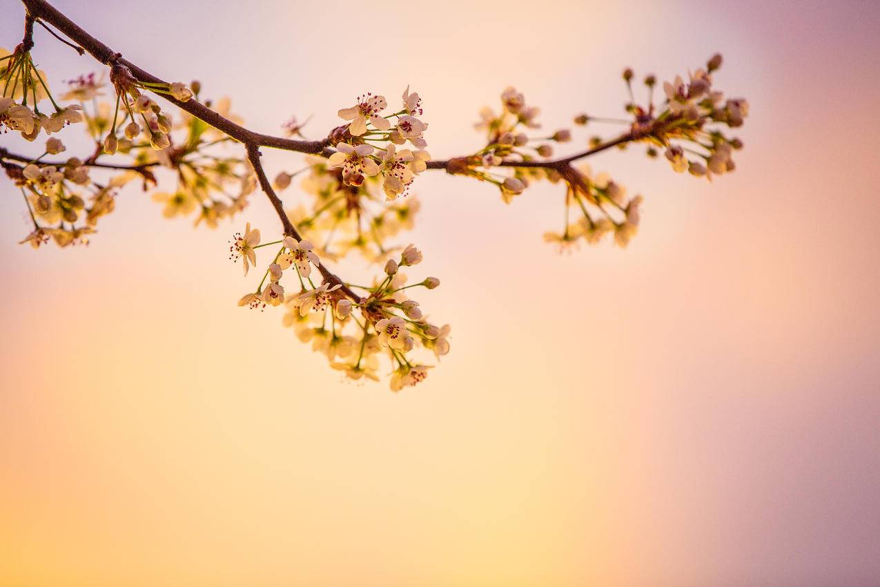 特写摄影中的樱花