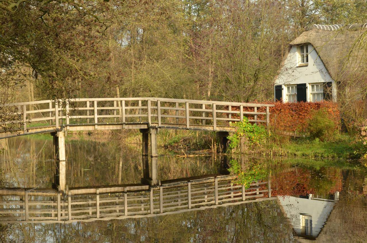 房子和树附近的水上白色的桥