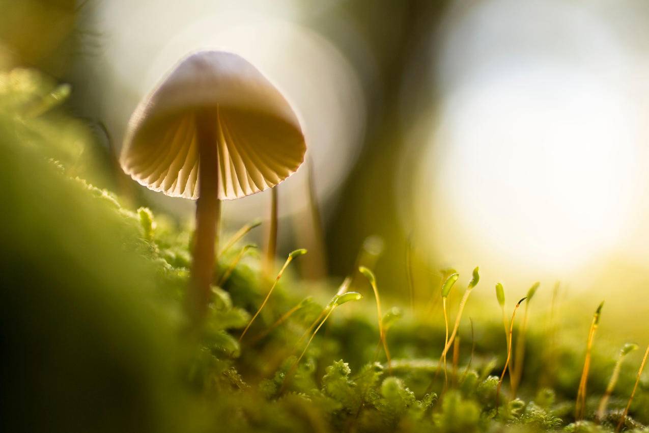 唯美野生伞形蘑菇图片