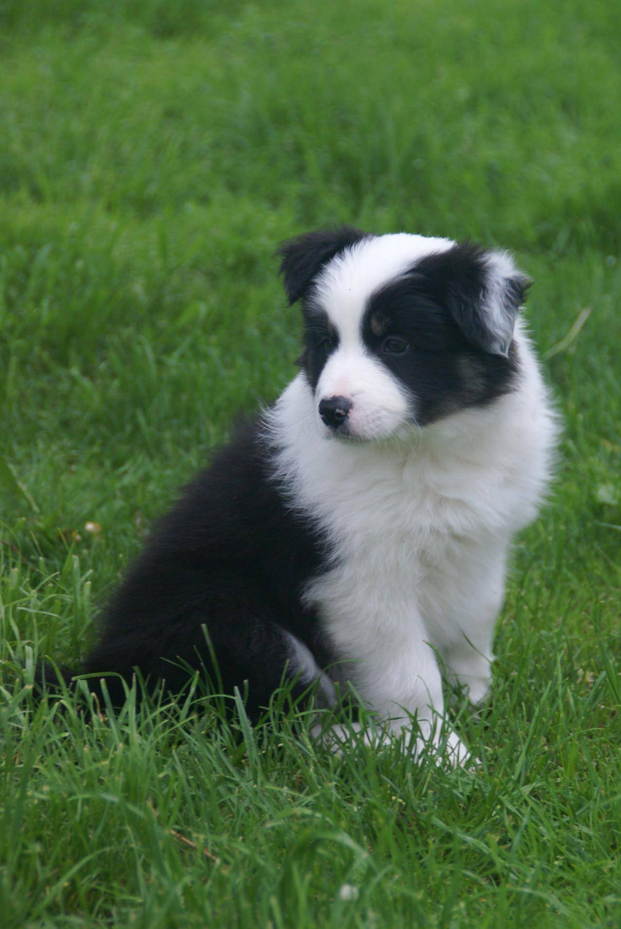 草地上的黑白小狗图片