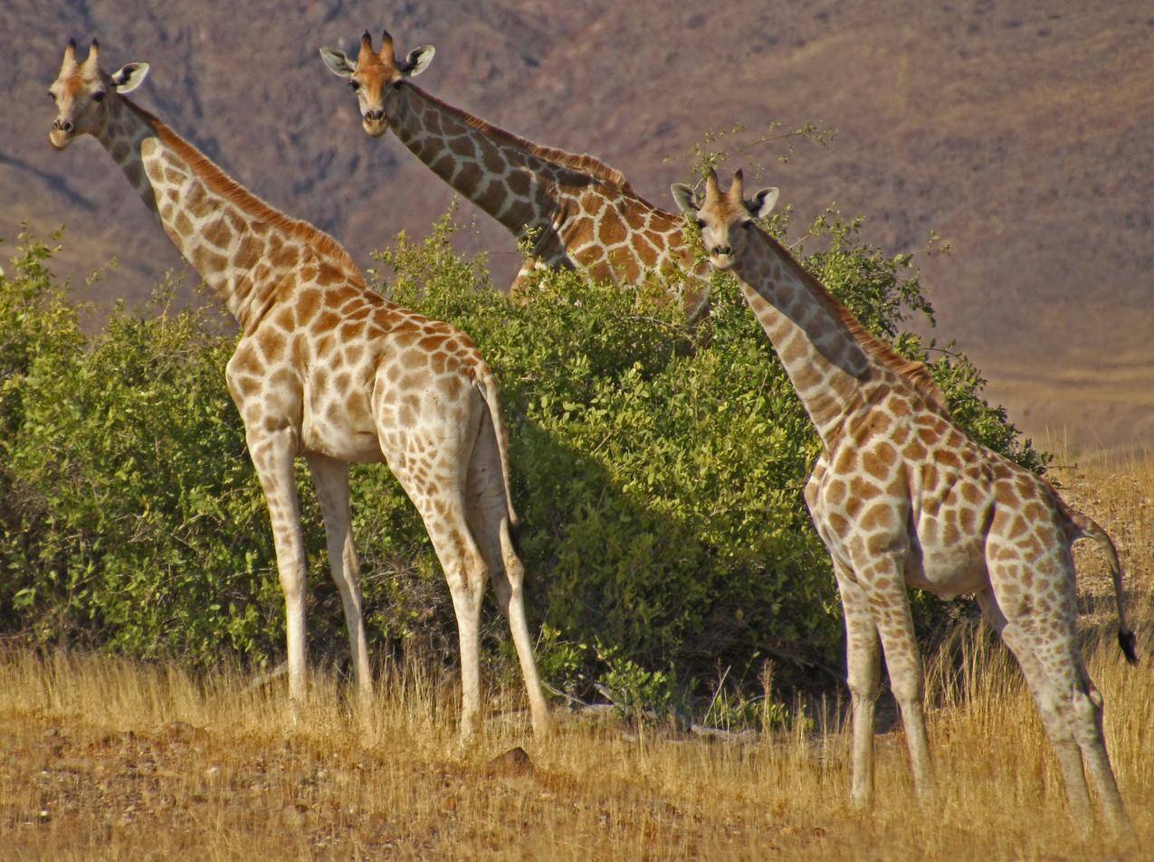三头长颈鹿的高清图片