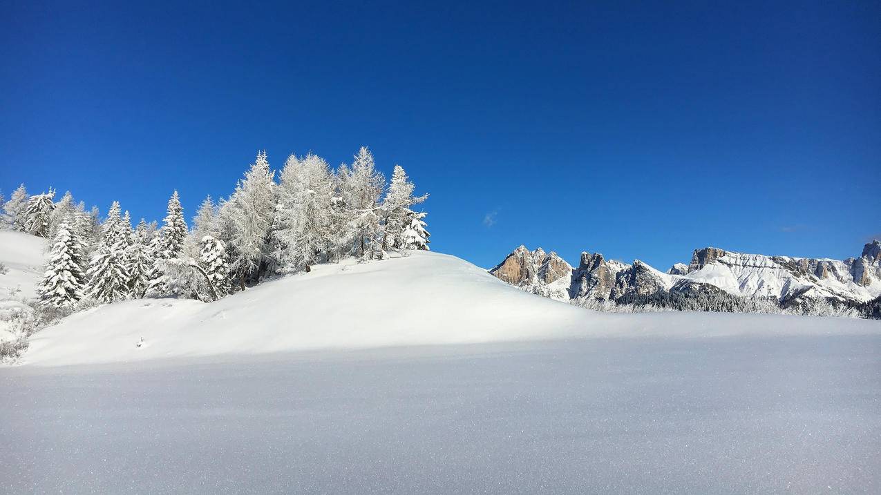 雪上的松树