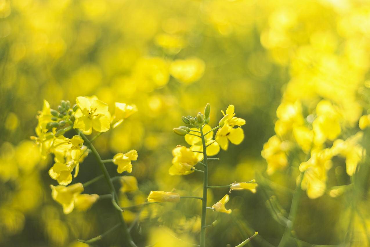 Yellow,Petaled,Flowers的选择性聚焦摄影