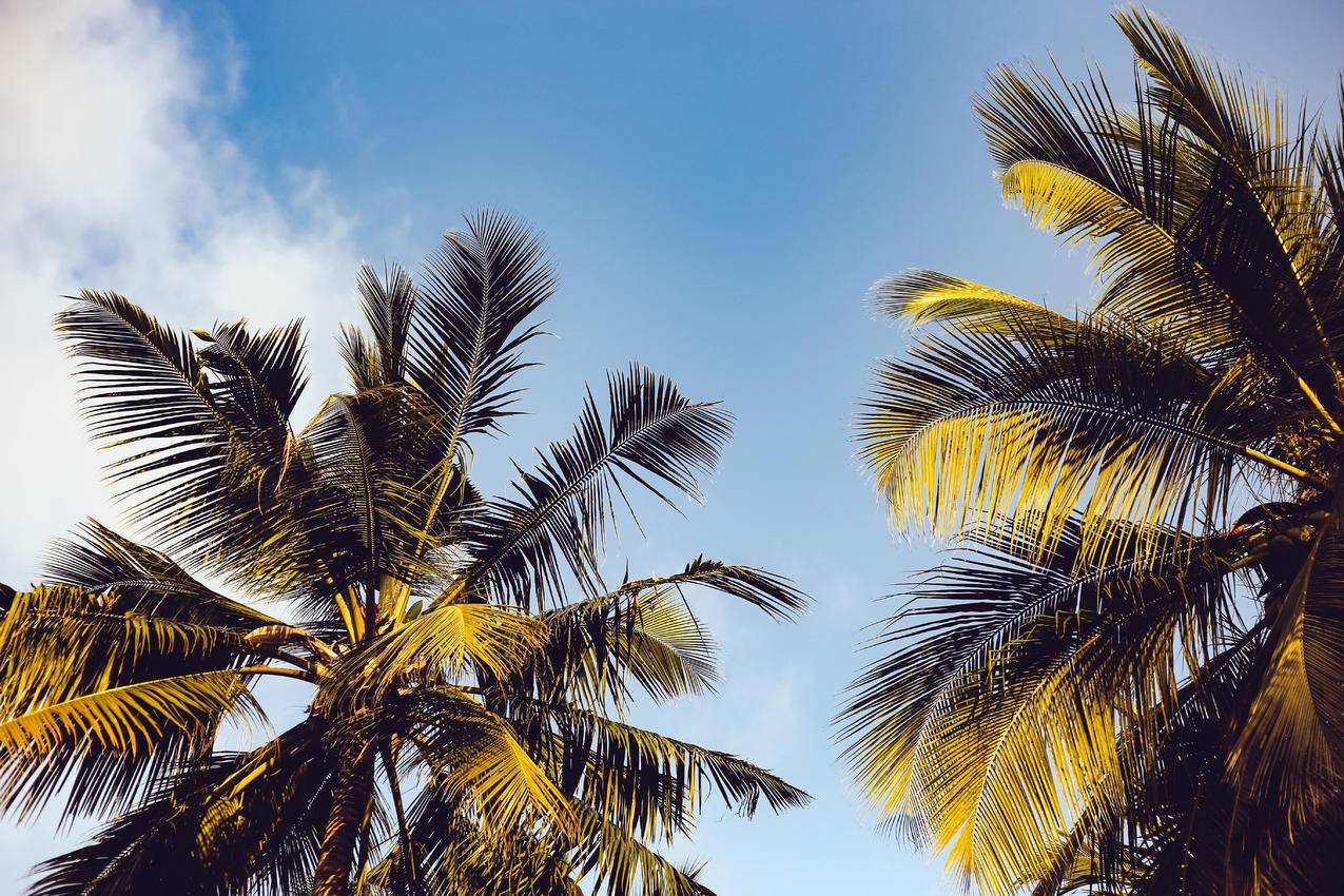 两片椰子树上碧蓝的天空