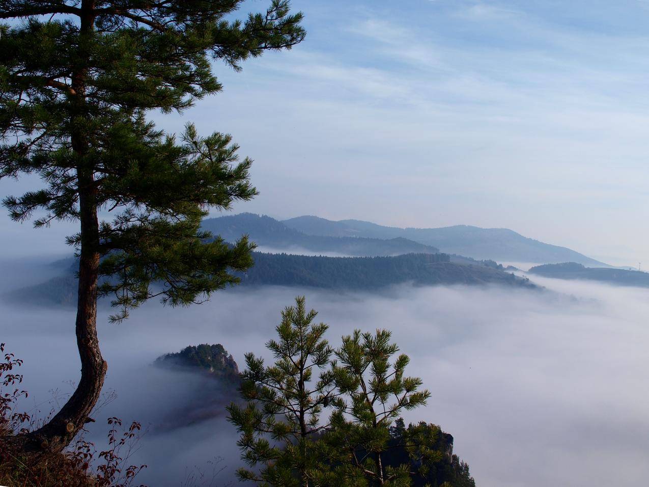 松树与云雾景观高清图片