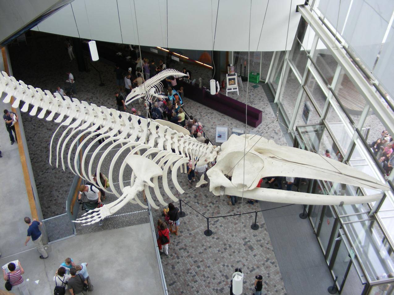 生物博物馆的鲸鱼骨架图片
