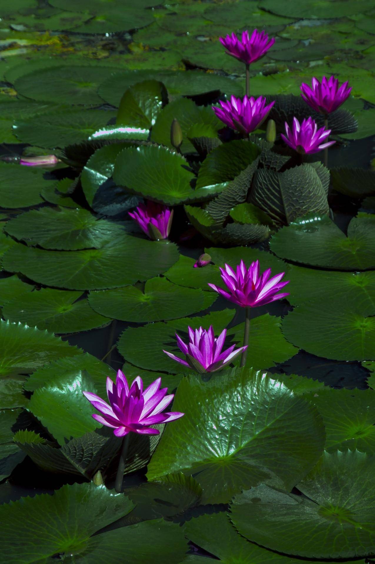 池塘的莲花高清图片