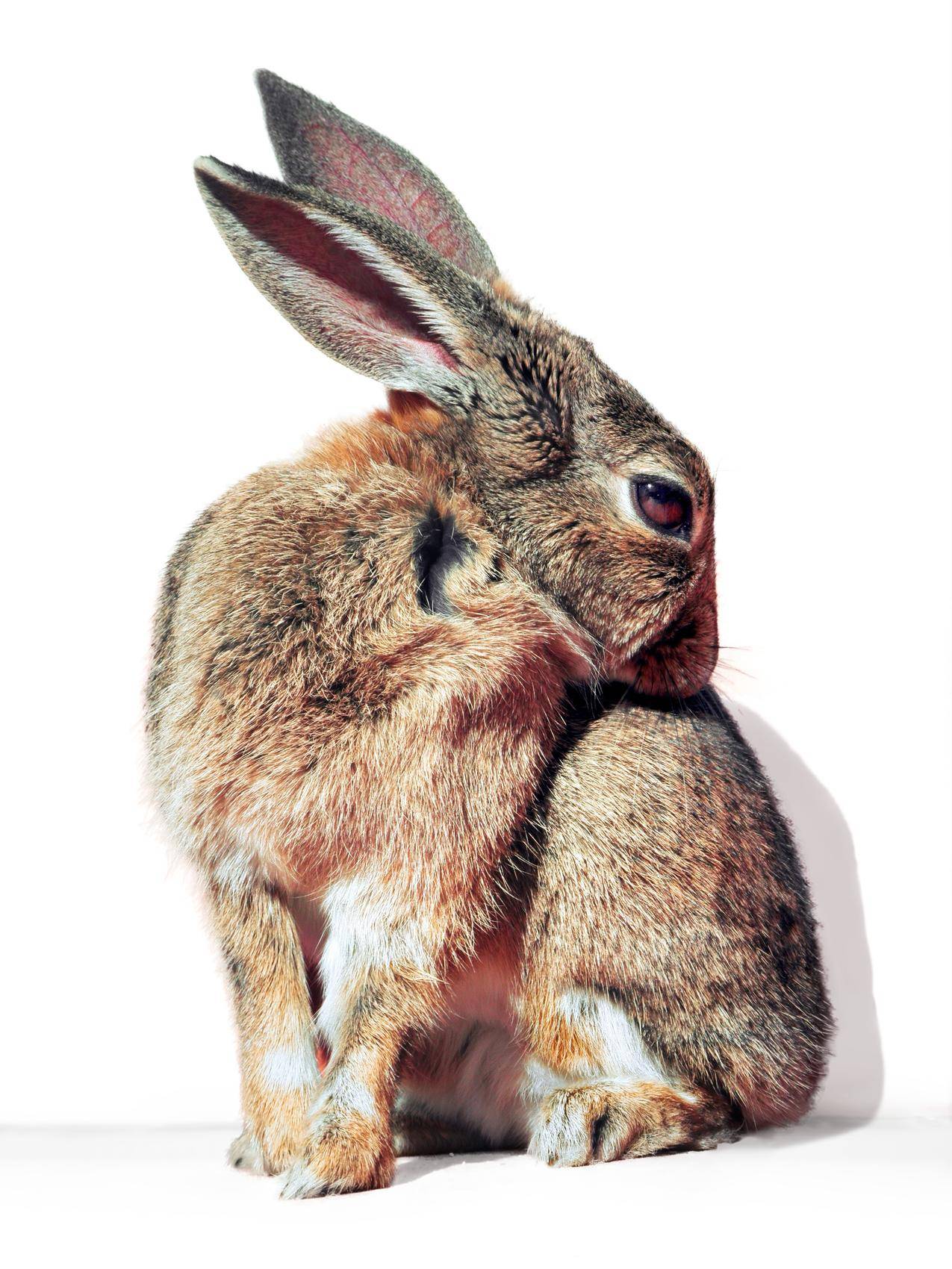 cc0免费可商用动物图片,可爱,兔子,毛绒绒