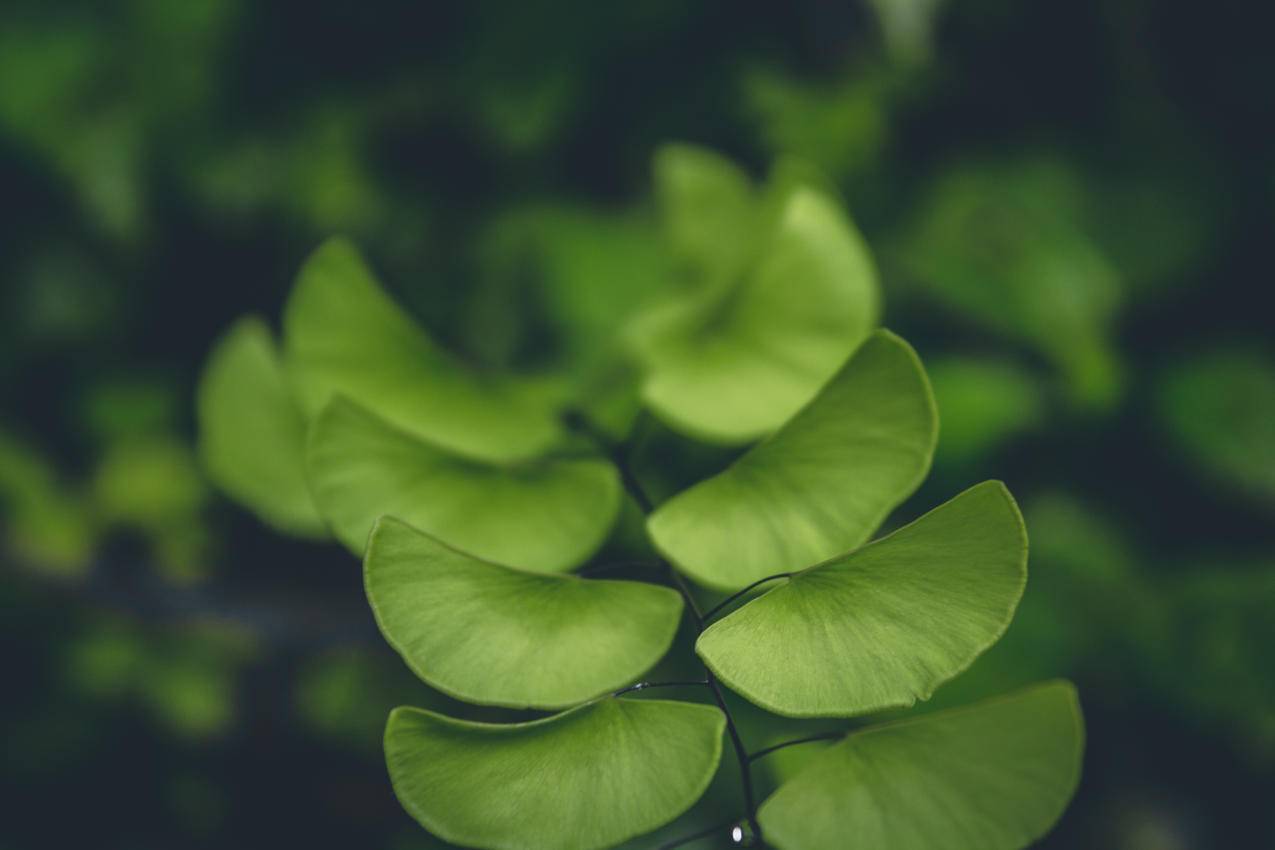 自然,花园,植物,模糊的cc0可商用高清大图