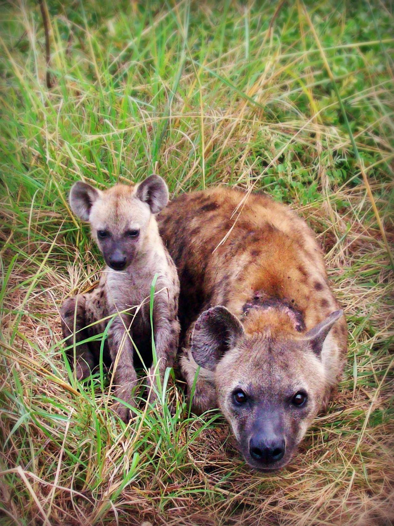 超过 200 张关于“鬣狗”和“动物”的免费图片 - Pixabay