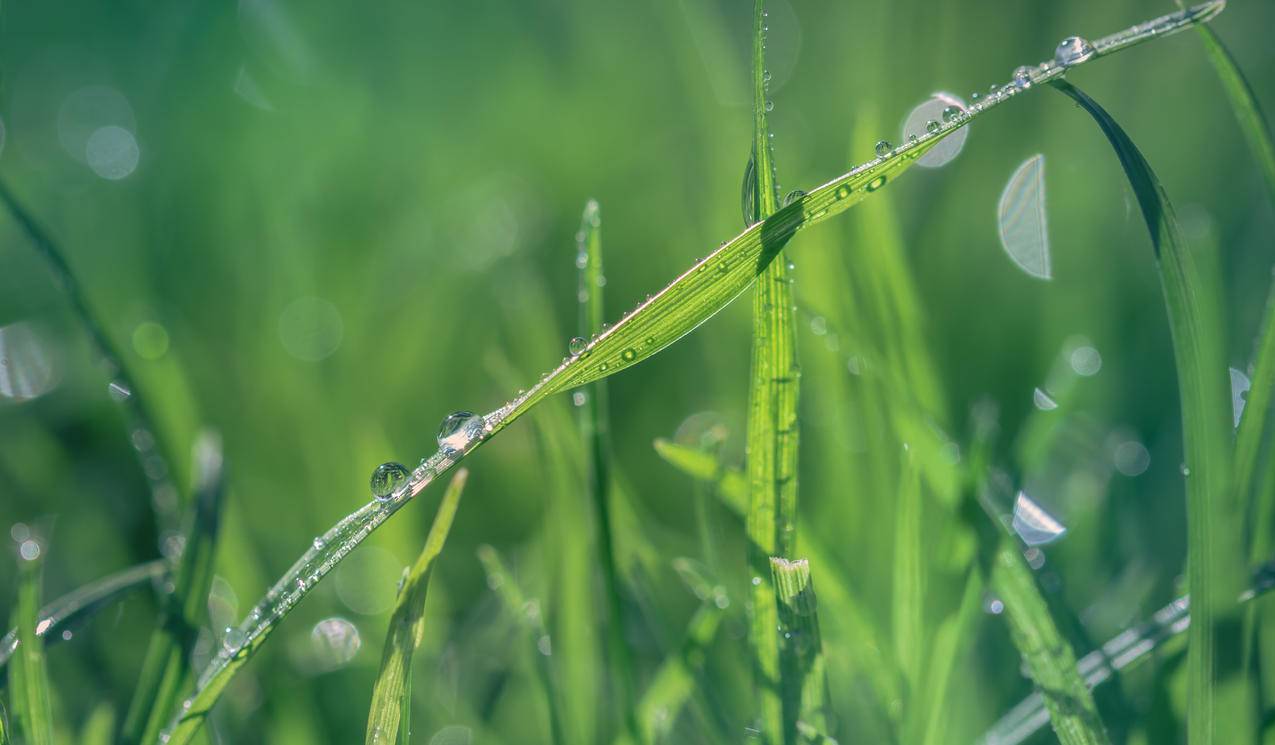 绿草宏景5k壁纸