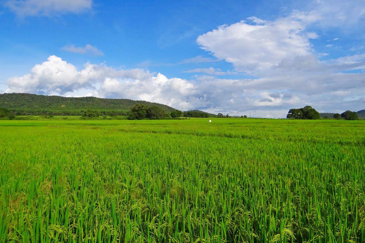水稻稻田田园风景图片