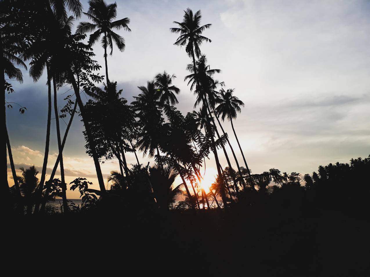 日落时棕榈树的轮廓高清壁纸