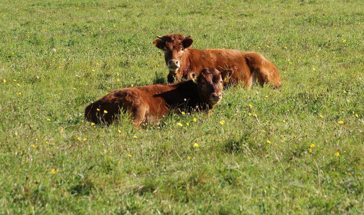 草地上的小黄牛高清图片