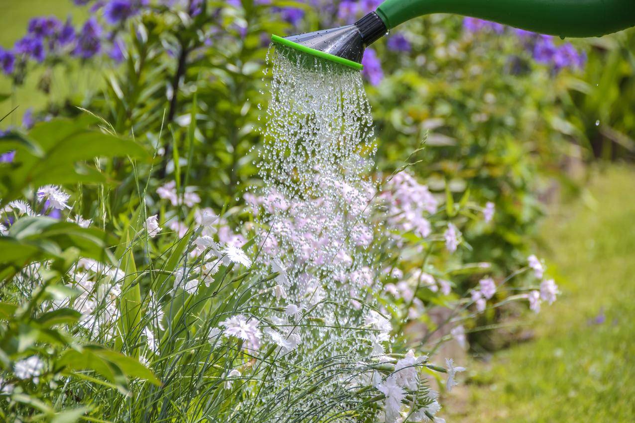 白花瓣在碧水洒水器中洒水