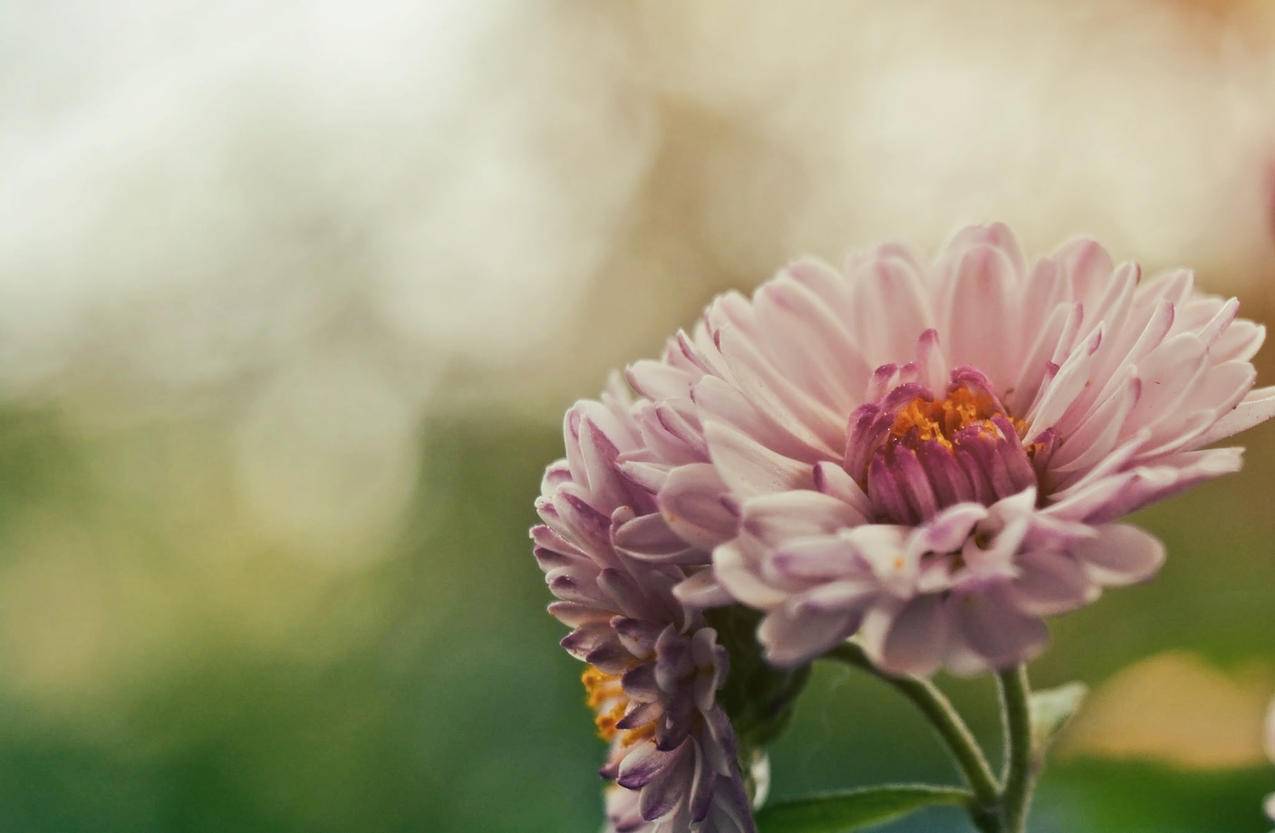 粉红花的特写镜头