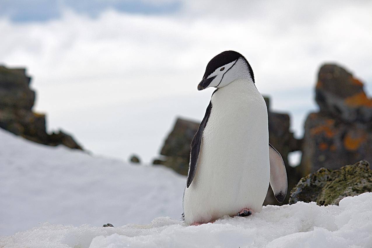 企鹅在雪地野生动物摄影之巅