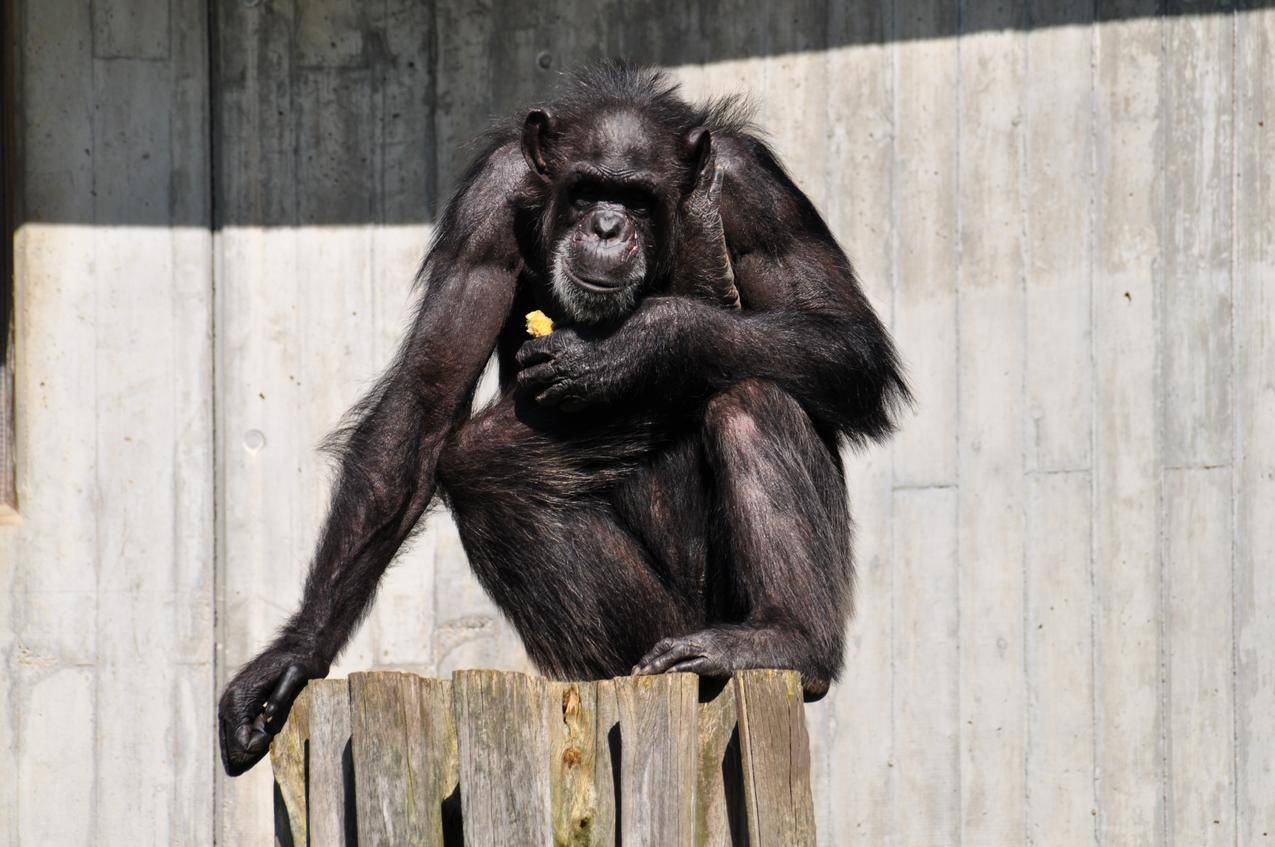黑猩猩的高清图片-千叶网