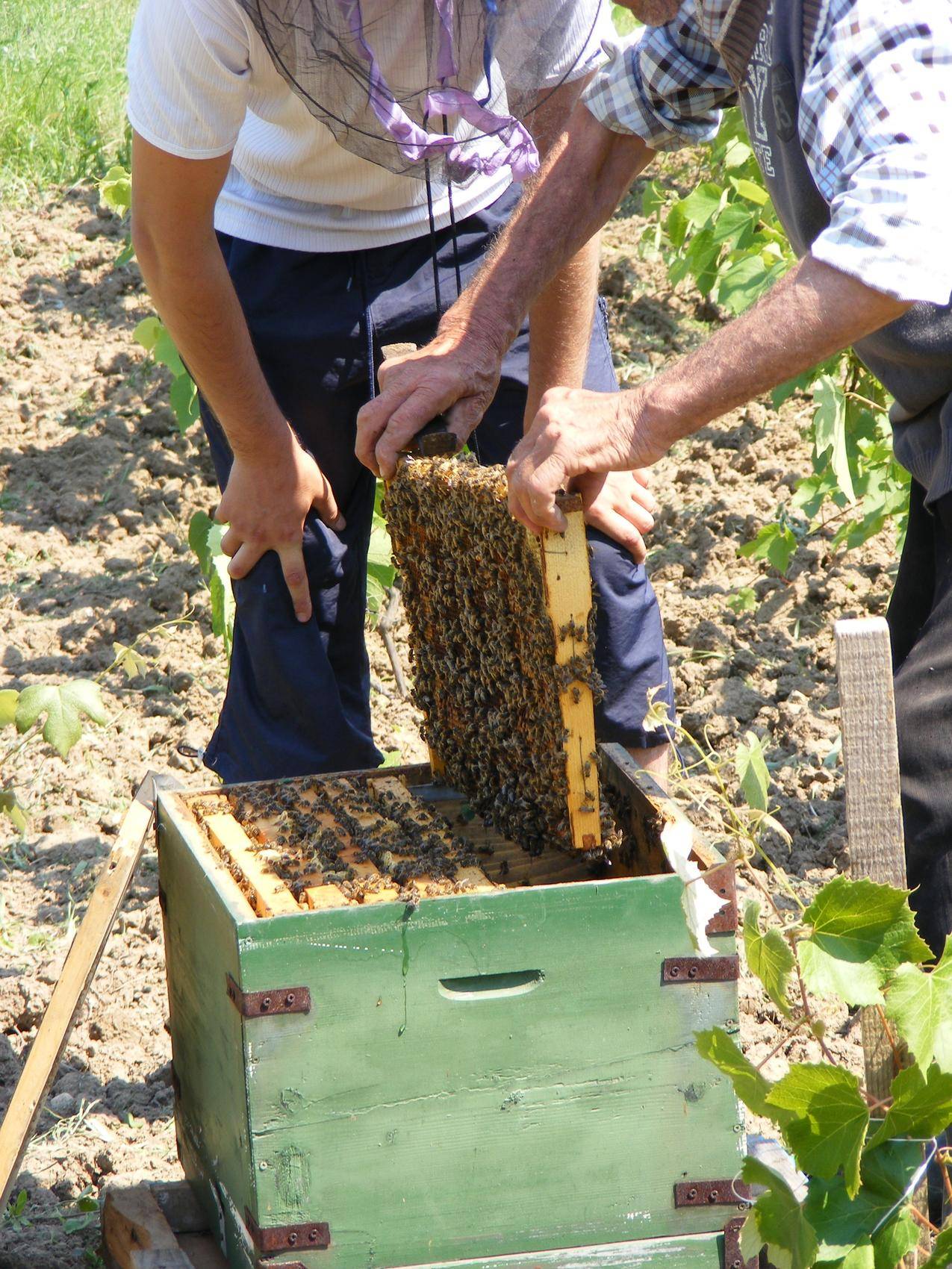 家养蜜蜂蜂巢养蜂的图片