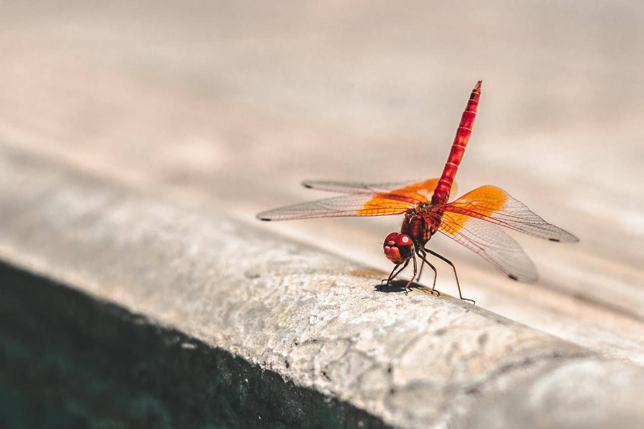 一只红色的蜻蜓高清图片