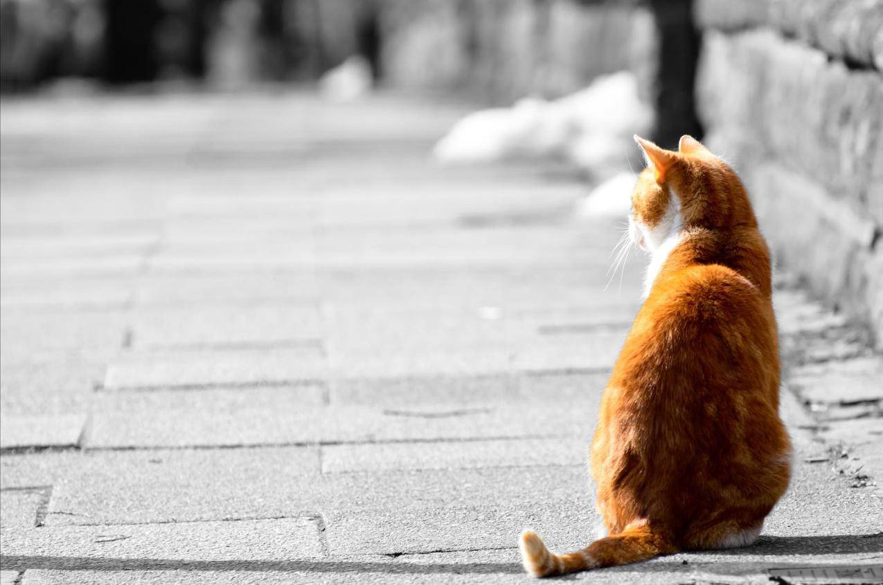 黄猫 背影 漫步 - Pixabay上的免费照片 - Pixabay