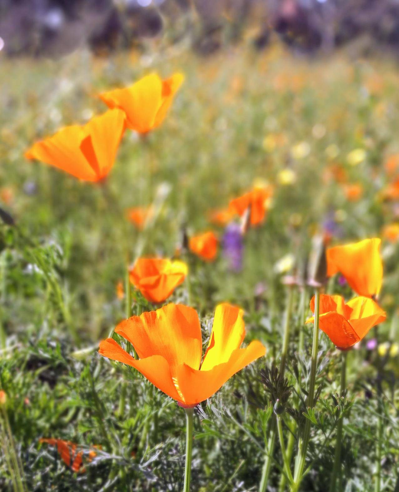 加利福尼亚罂粟花的选购图片