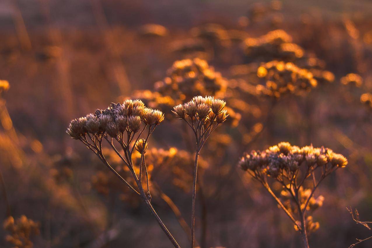 橙色夕阳白色花瓣的浅聚焦高清大图