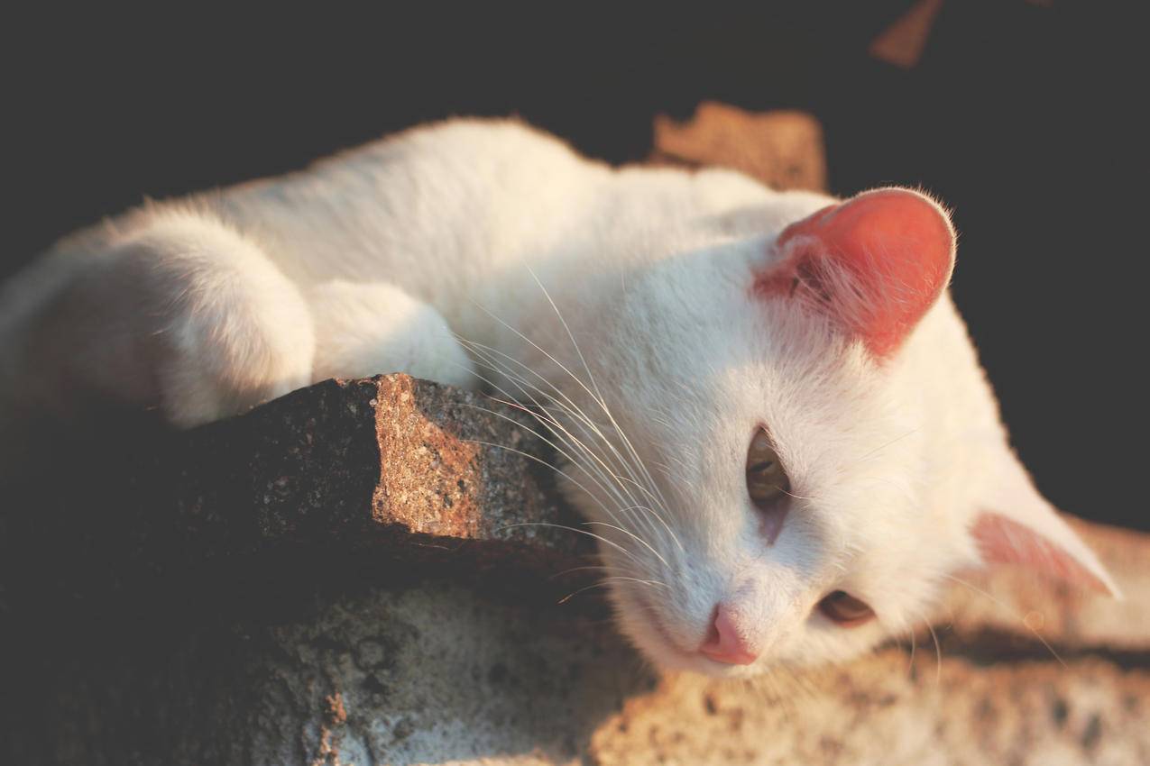 微距摄影中的白猫倚褐色混凝土