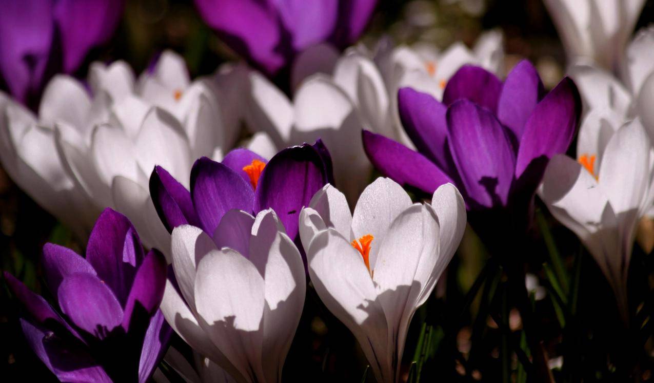 紫色与白色的藏红花图片
