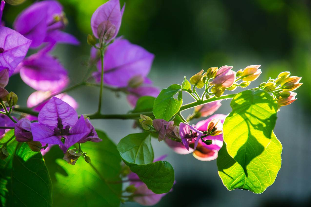 紫色花瓣的选择性聚焦摄影