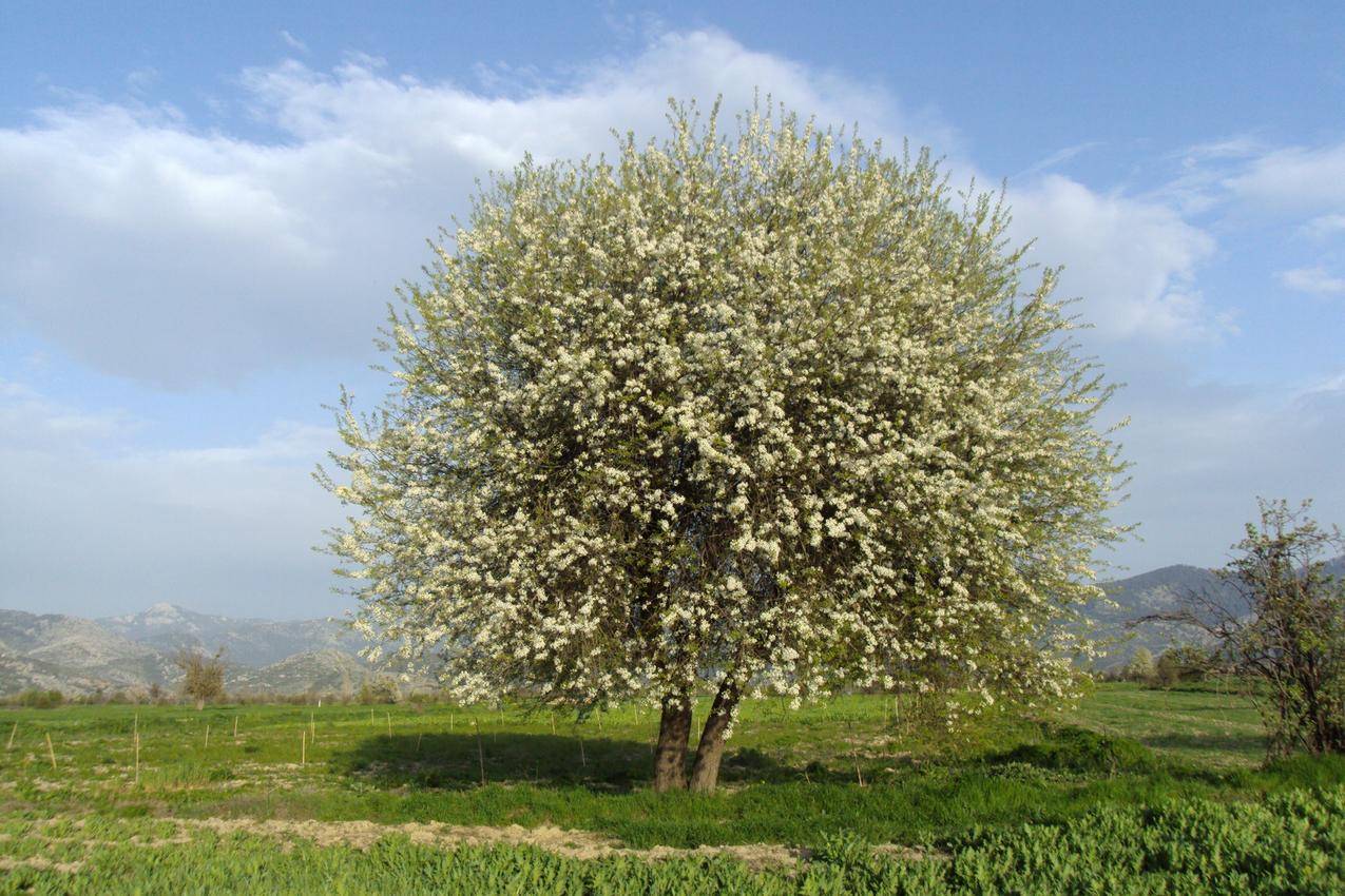 春天果园苹果树花朵盛开美景背景图片免费下载 - 觅知网