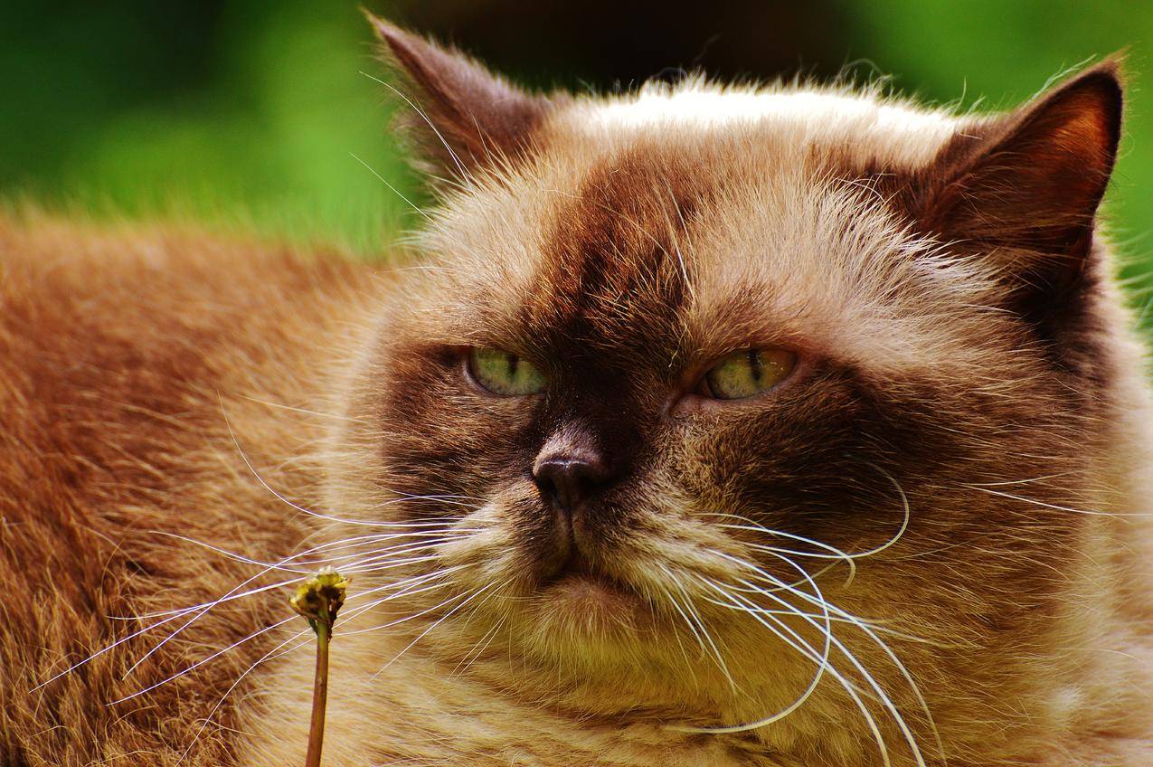 喜马拉雅猫的外貌有什么特征？ - 知乎