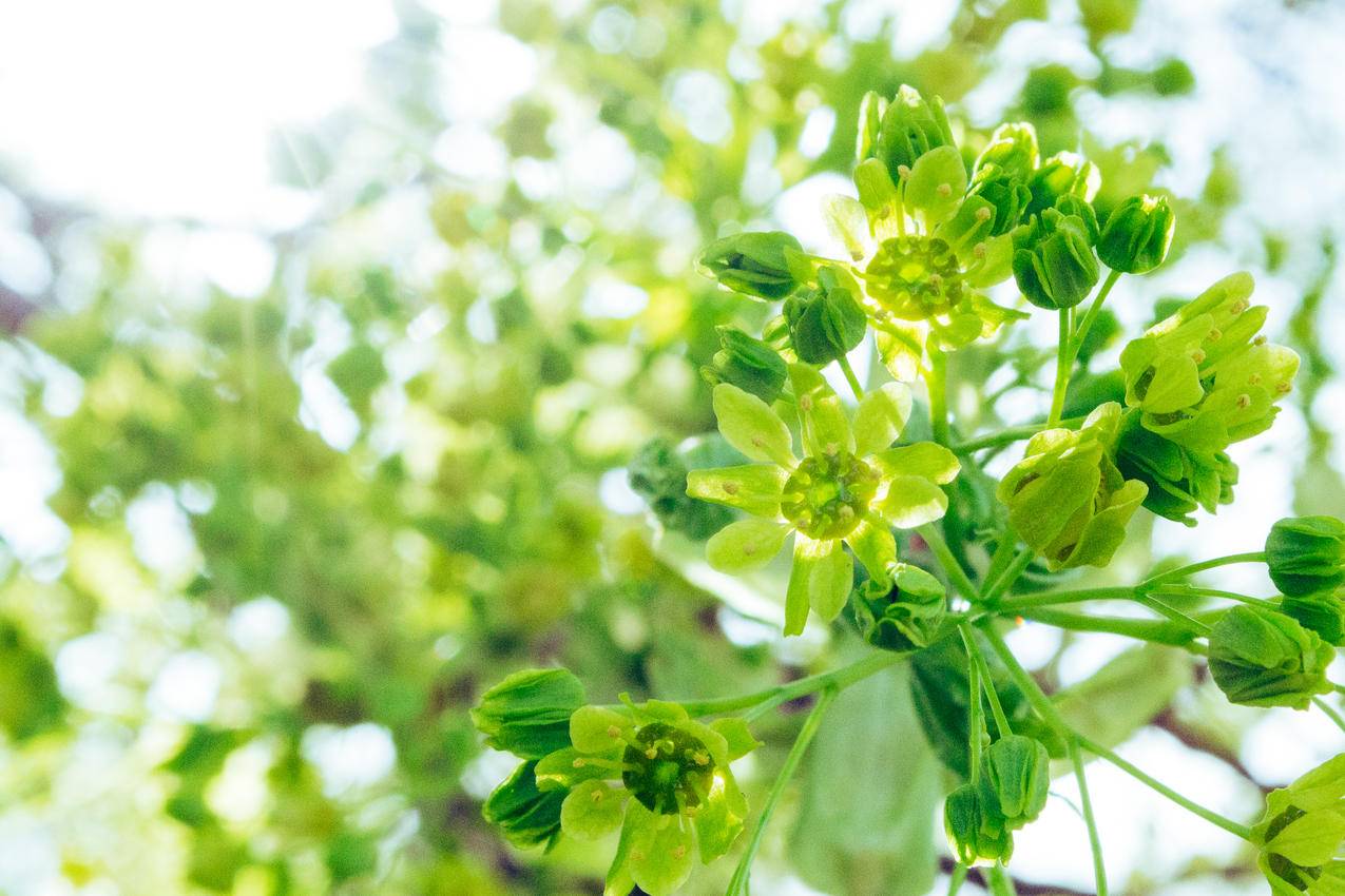 Green,Flowers的倾斜摄影