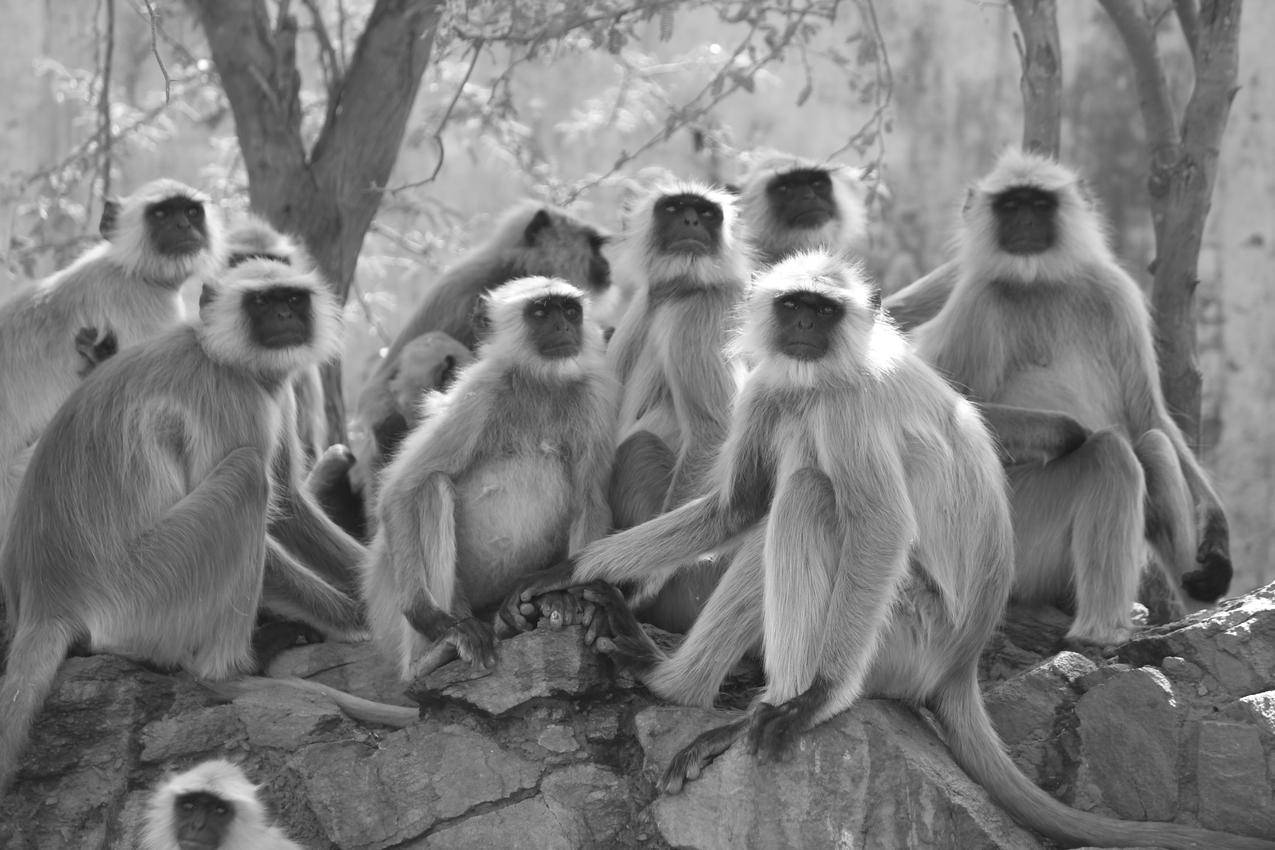 灰树猴坐在树旁的灰阶照片