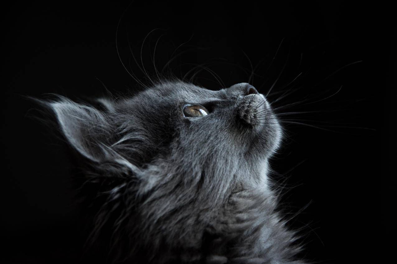 灰色猫仰视黑色背景图片