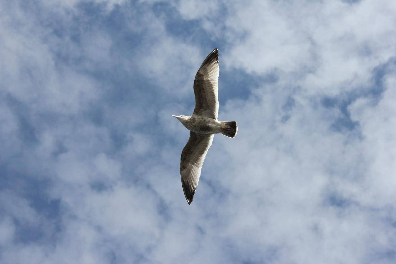 天空中翱翔的鸟类图片