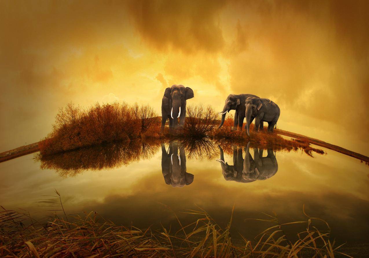 黄昏的大象高清图片