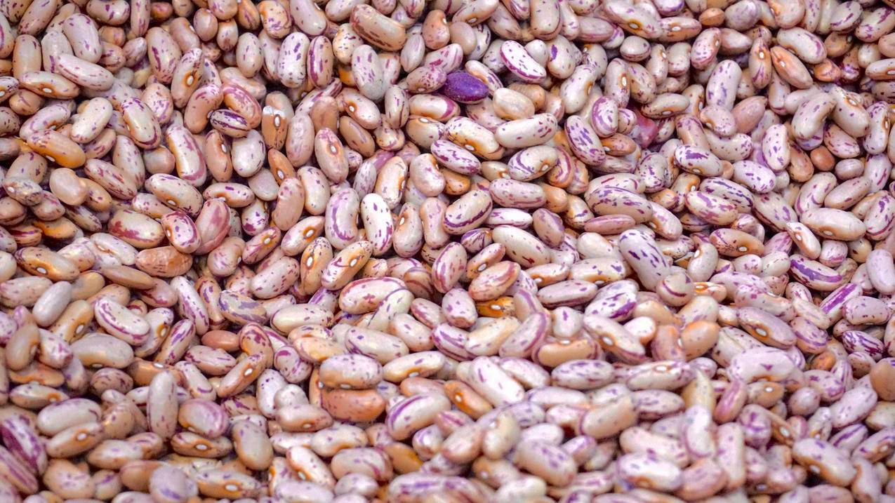 米色和紫色豆