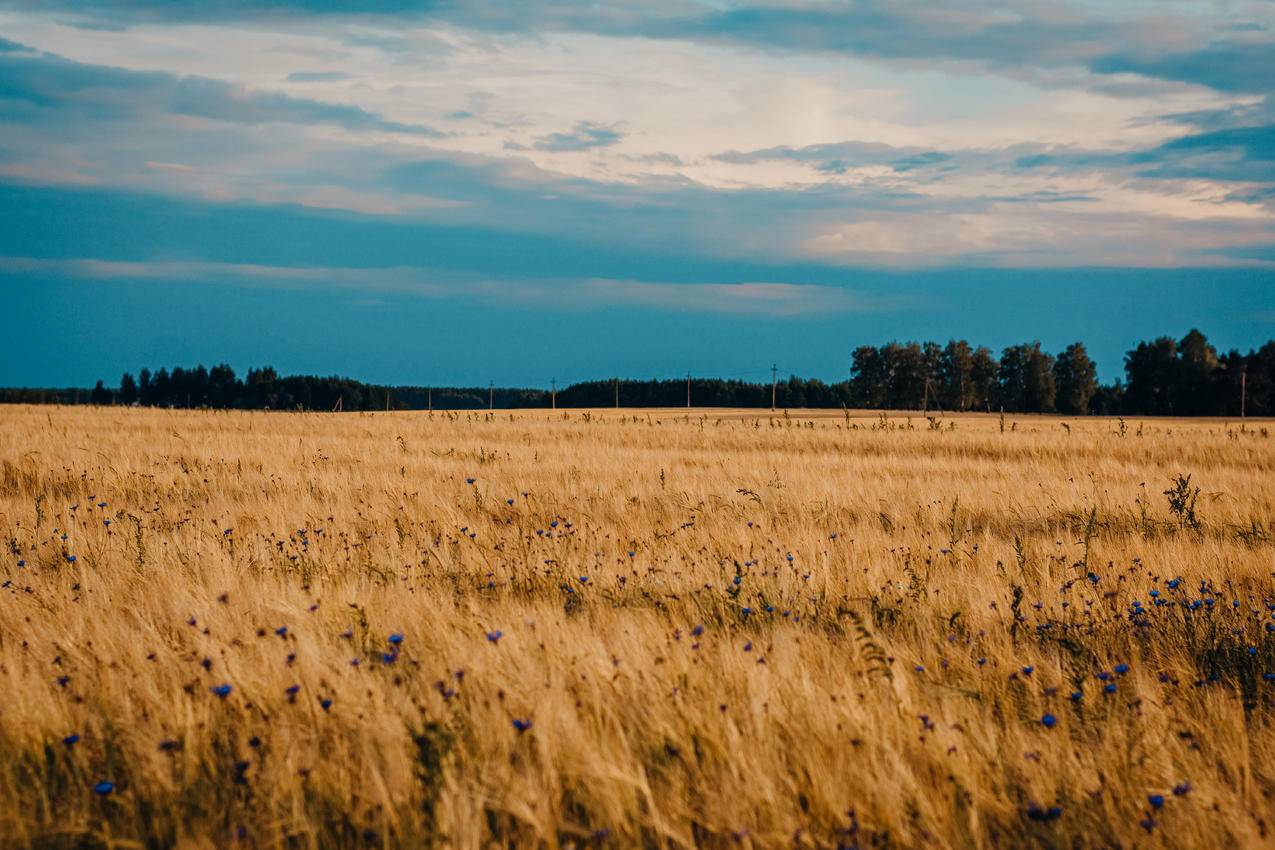 Brown,Wheat场