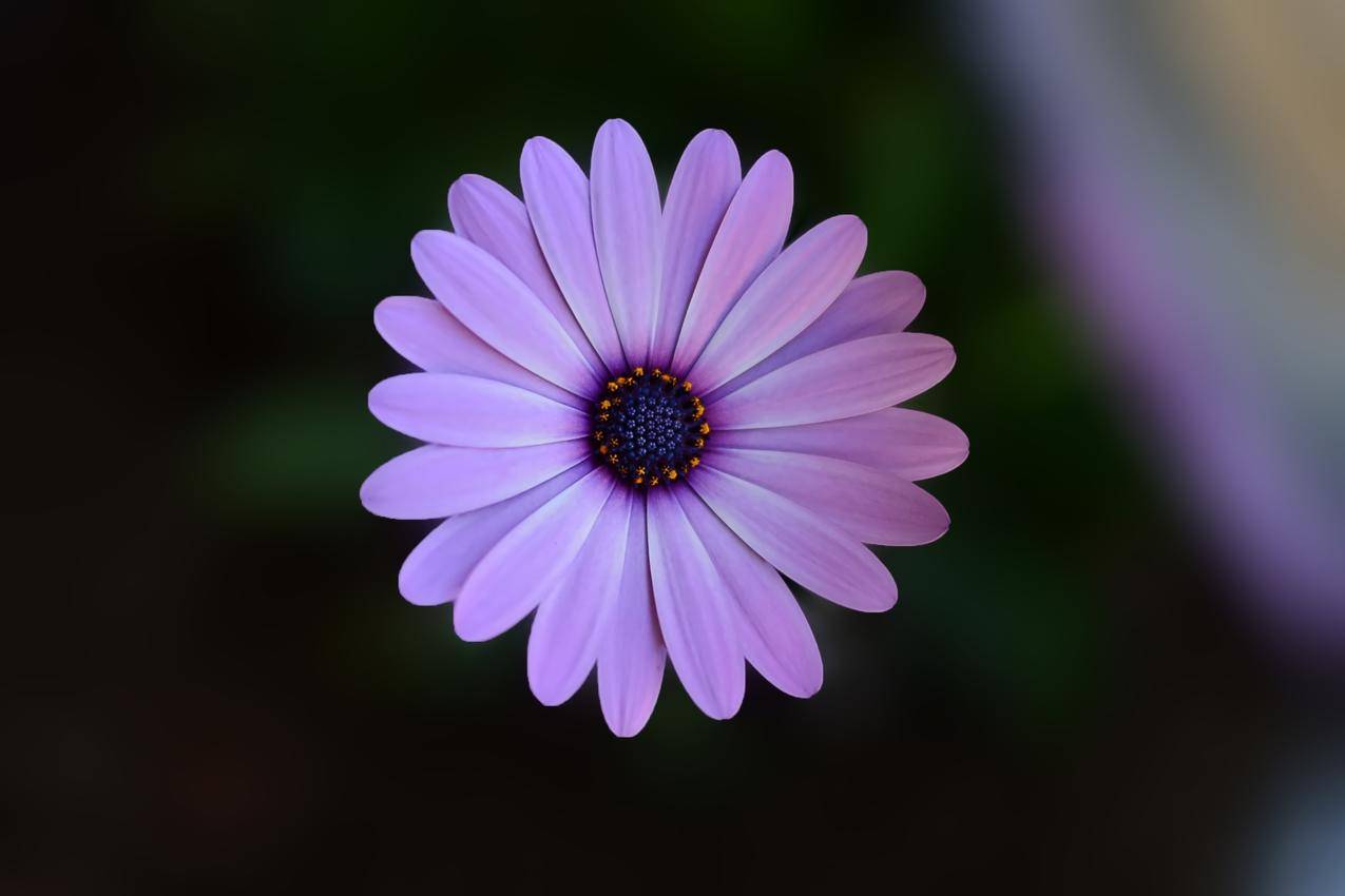 cc0免费可商用的自然照片,夏天,紫色,纹理