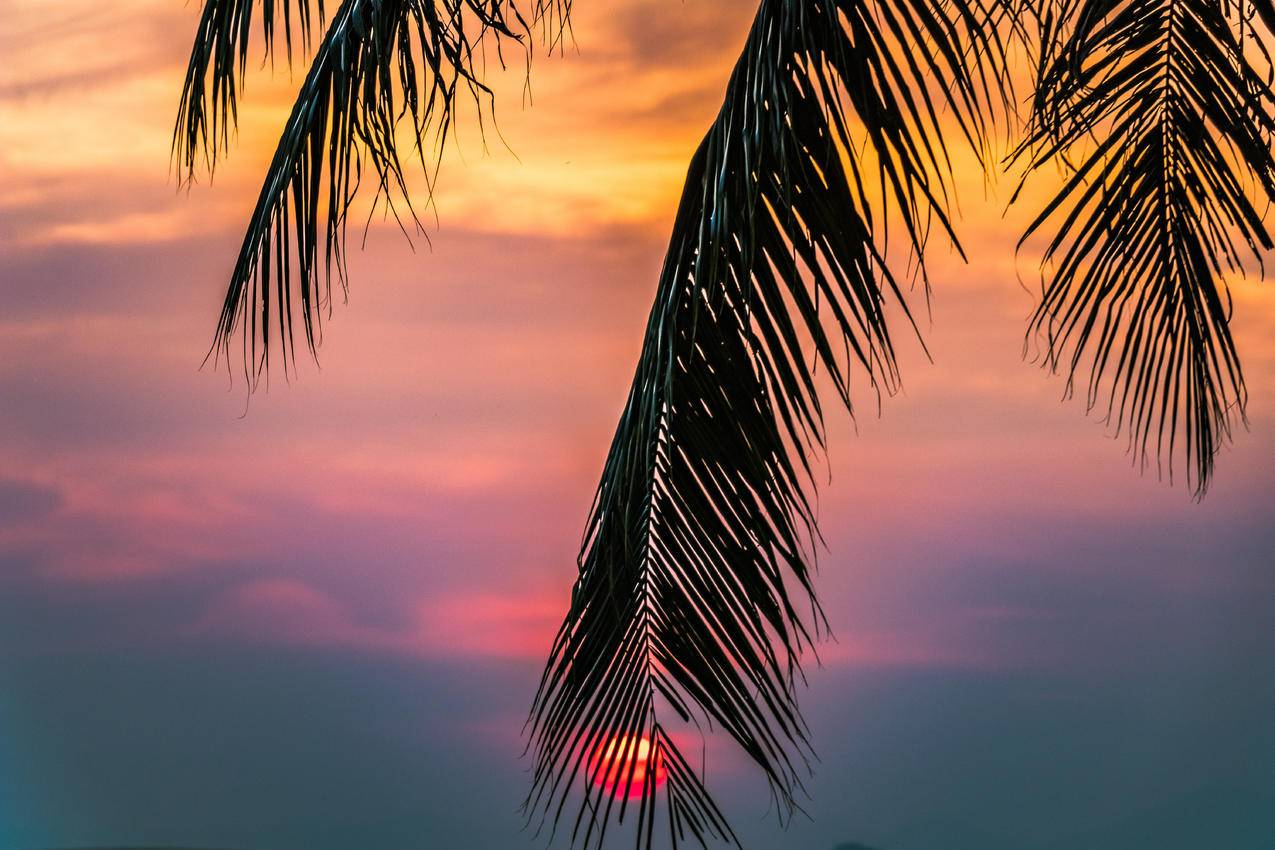 日出时太阳覆盖着椰子树
