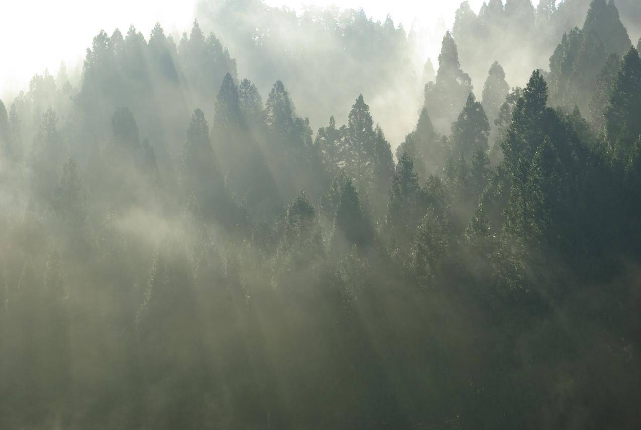 阳光照射的意境树林图片
