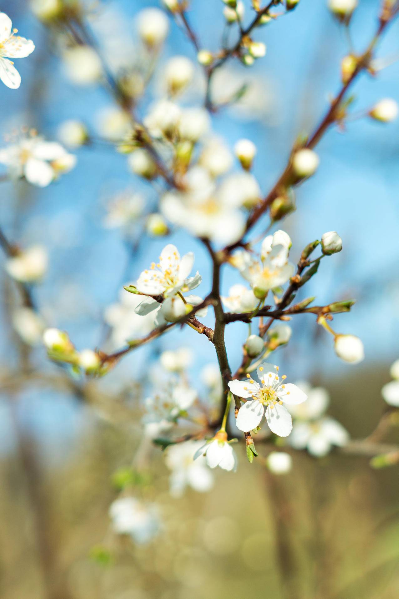 特写摄影Blooming,Petaled,Flower