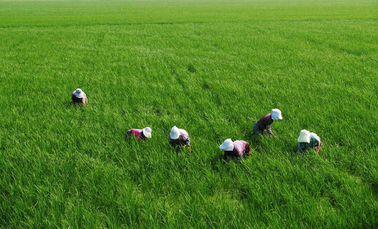 农民在稻田里除草的图片