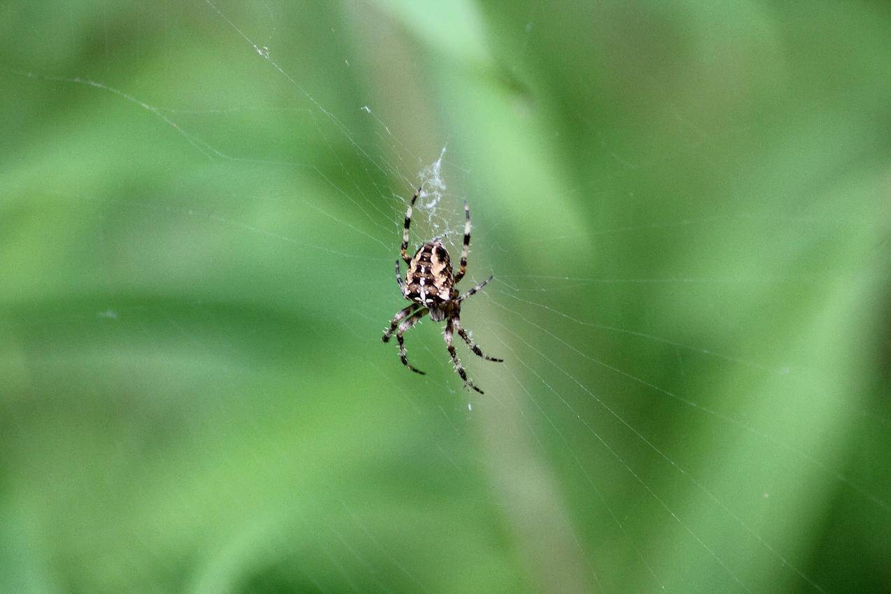 一只蜘蛛网上的蜘蛛图片