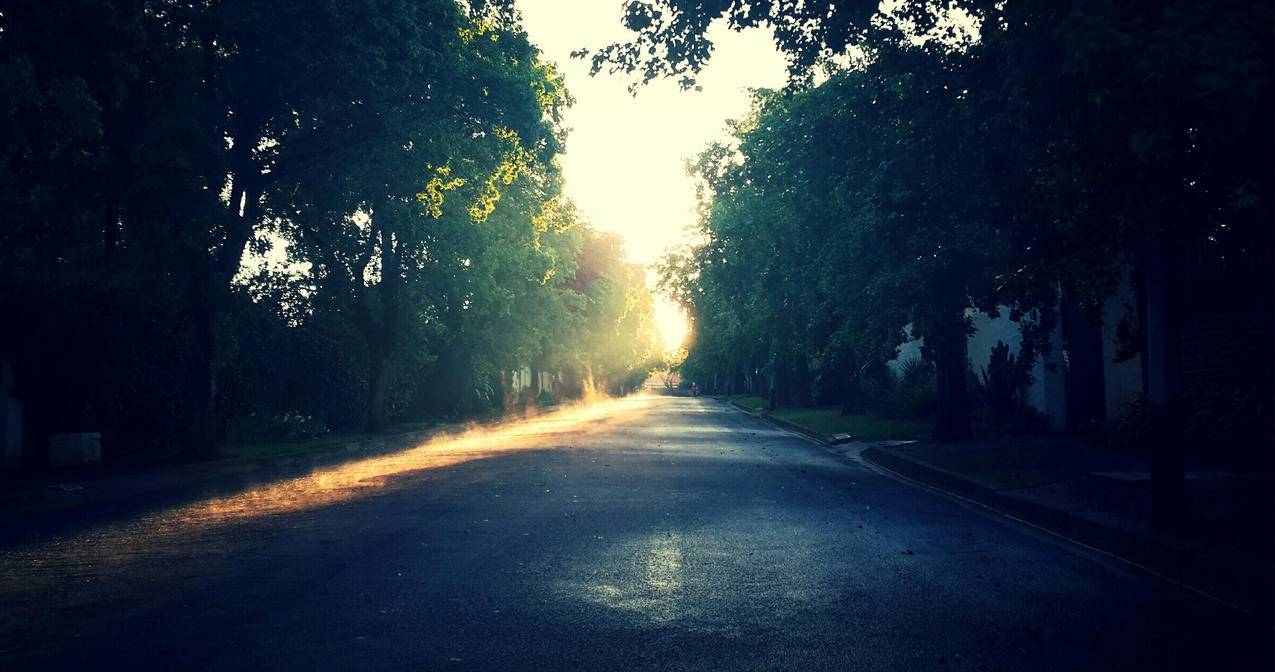 阳光照射的林荫道道路图片