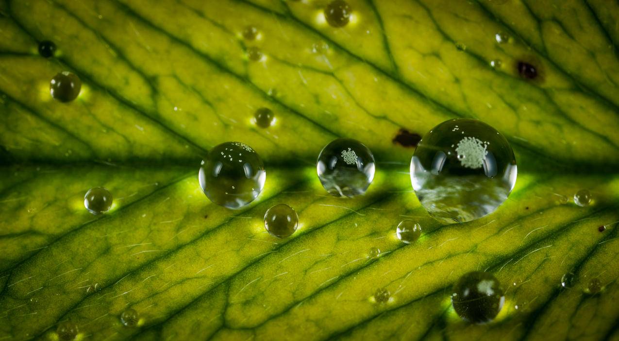 贴近绿叶上的水滴图片