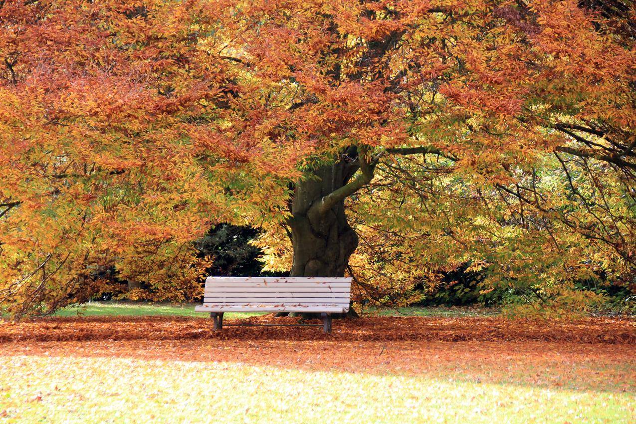秋天的大树高清图片