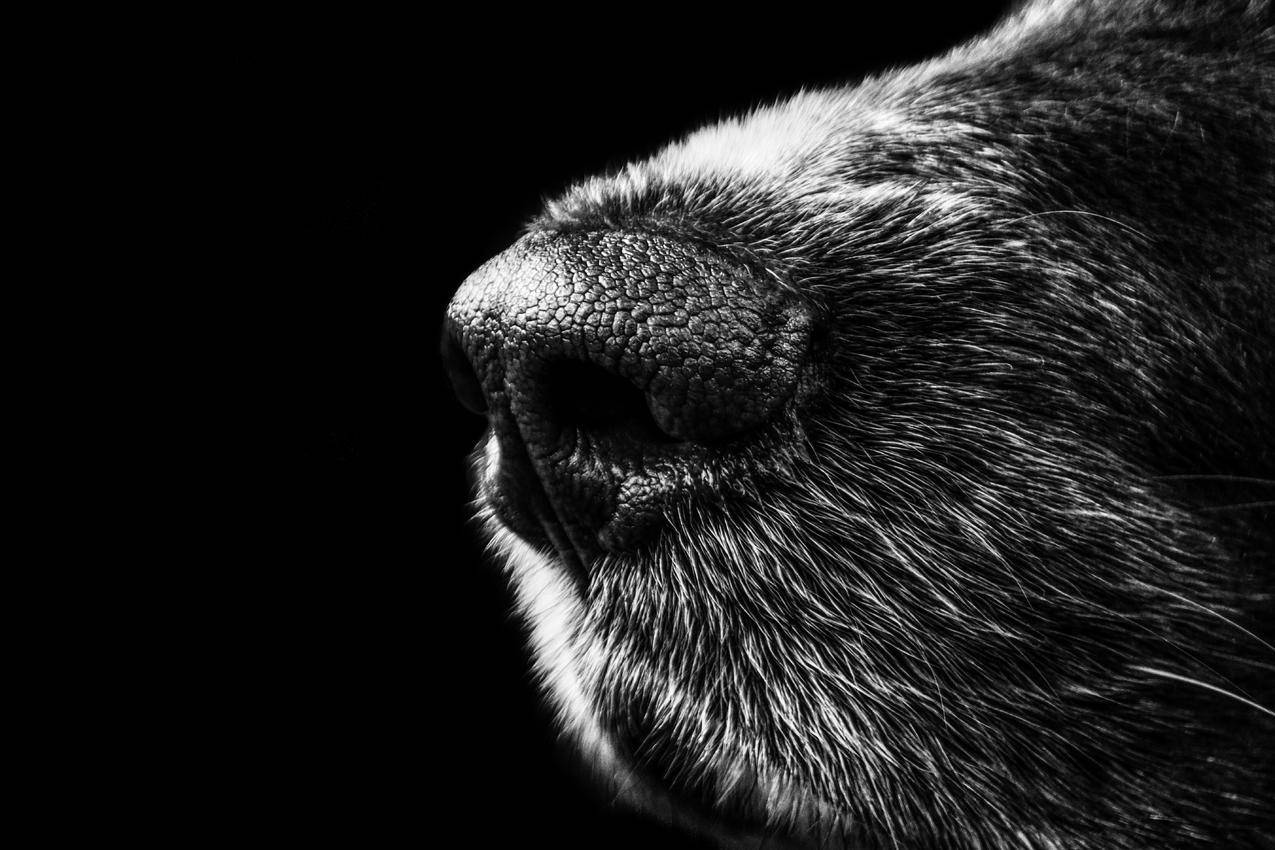 黑白,黑色,动物,狗免费照片